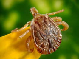 Unraveling Scrub Typhus: Understanding the Deadly Infectious Outbreak in India Scrub typhus outbreak